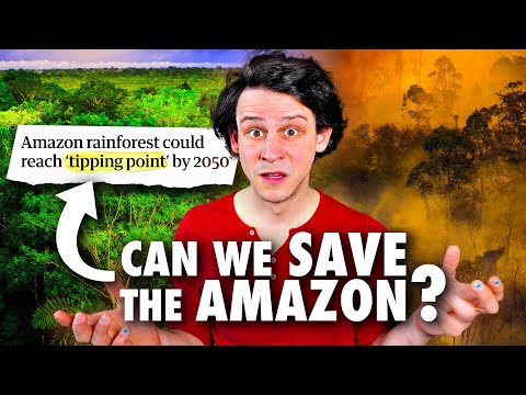Could the Amazon Rainforest Collapse?