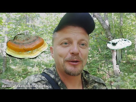Mushroom foraging in Thorn Forest | found a cone-shaped fly agaric