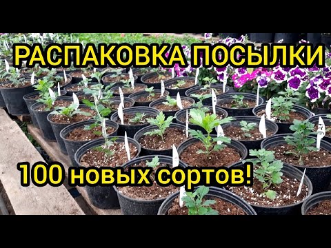 Получил посылку - 100 сортов хризантемы!!! Высадка в горшки.