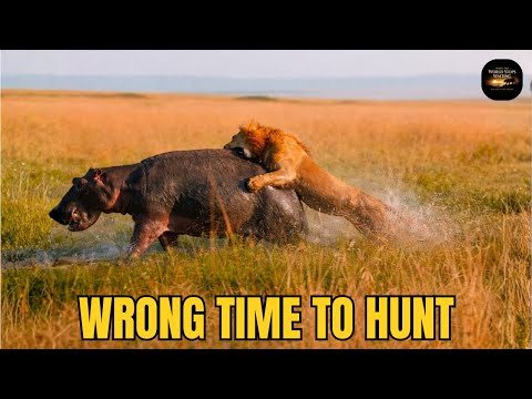 When the Desert Forces Predators to Break Their Own Instincts