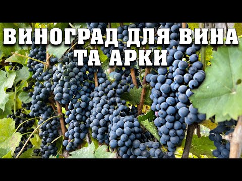 Огляд технічних сортів для вина та арку. Надійні та морозостійкі