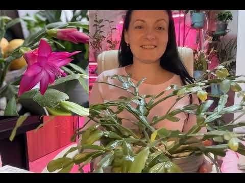 Шлюмбергера, зигакактус, декабрист, рождественник. Особенности выращивания и уход.