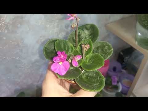 Фиалки  после осенней пересадки. 