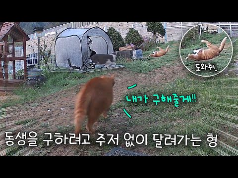 위험에 처한 동생을 구하려고 주저 없이 달려간 형 고양이