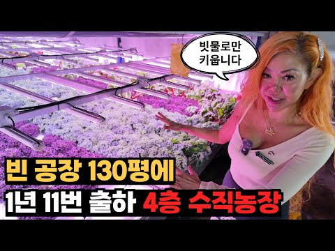 130평 빈 공장에서 일년내내 수확하는 실내수직농장