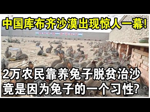 800萬隻獺兔放入庫布齊沙漠腹地，樹木成活率竟高達95%！20000農民脫貧又治沙，竟是因為兔子的一個習性？