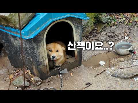 A walk as a gift to a country dog ​​who has been tied up all his life