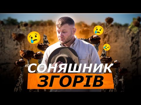 ЯК ПІДГОТУВАТИ СОНЯШНИК ДО ПОСУХИ У 2026 РОЦІ І НЕ ВТРАТИТИ УРОЖАЙ ЗНОВУ?