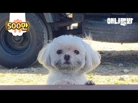 Maltese Dog Loves Countryside More Than City