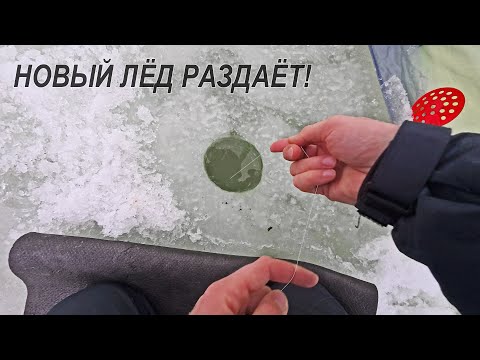 Собрав новую удочку, ПОПАЛ НА ЖОР КРУПНОЙ ПЛОТВЫ. Первый лёд залива. Зимняя рыбалка 2025