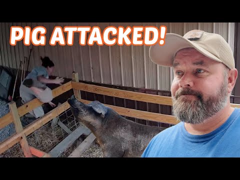 SOW ATTACKED When We Took All Her Babies-Then This Happened!