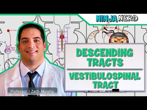 Neurology | Descending Tracts: Vestibulospinal Tract