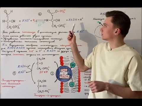 Общая схема работы челноков. Глицеролфосфатный челночный механизм