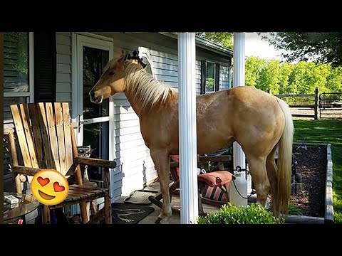 Need something fun? 🐴 Watch these funny and cute Horse Videos - Funniest Horses 🐴#2