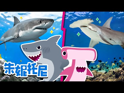 🦈 出动！鲨鱼 | 再对决! 大白鲨 vs 虎鲸 | 趣味探索 | 海洋动物儿歌 | Kids Song in Chinese | 兒歌童謠 | 卡通動畫 | 朱妮托尼童話故事 | JunyTony