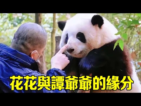 It turns out that Tan's cotton combination was the plan of Grandpa Tan for a long time! As early as