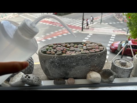 Литопсы/ Lithops. Как я поливаю литопсы ОСЕНЬЮ 🍁. 21.09.2023.