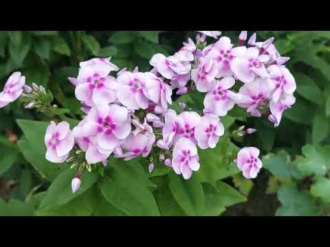 Вечерний обзорчик участка наших родителей 🏡❤️