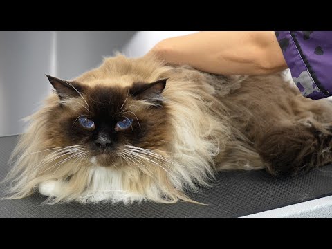 The Angriest Sweetheart I've Ever Groomed | Ragdoll Cat