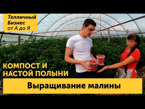 Малина тепличная. Сорта, подкормки компостом, настойка полыни и  другие секреты выращивания
