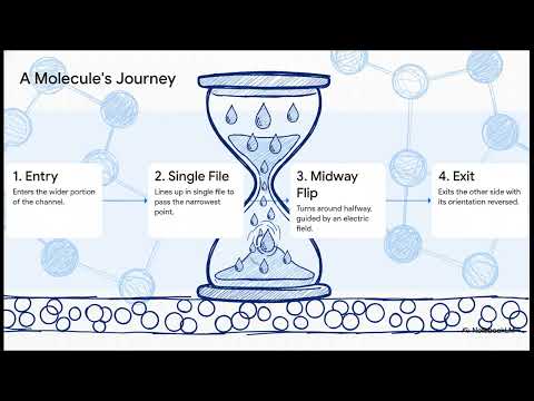 Your Body Is a Pressure System