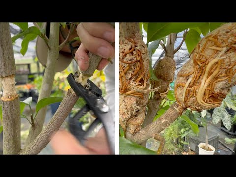 Just USE This and Roots Will Explode!