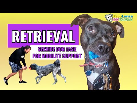Retrieve (+ Hold & Bring) | Service Dog Mobility Support Task
