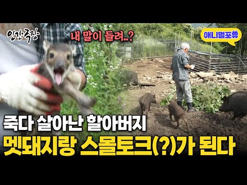 죽다 살아 났더니 멧돼지랑 대화(?)가 되는 할아버지 I KBS 인간극장 - 오 상숙 너는 내 운명 2019 방송