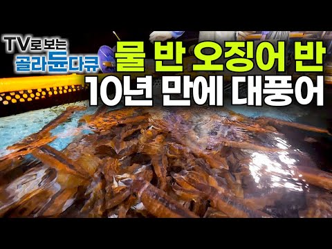 미끼도 없이 줄줄줄! 10년 만에 몰려든 오징어 떼에 모든 항구는 초비상사태🚨 물 반 오징어 반 대풍어|바다의 특권 선상 만찬|만선 오징어잡이|20200812|극한직업|#골라듄다큐