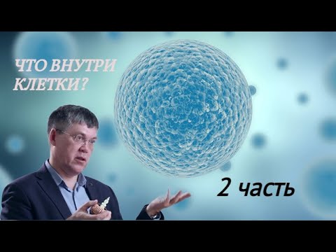 Наука и Сон: Общая биология. Строение клетки (2 часть)