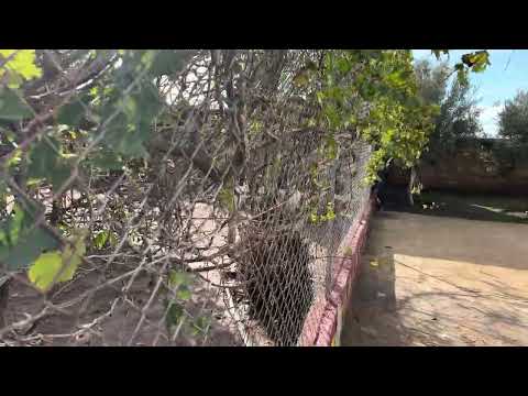 فيرمة للبيع بمواصفات عالية: مسبح + كوري وسط أشجار الزيتون فيرمة عصرية على الكودرون