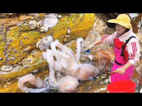 [ENG SUB] Xiao Zhang hit the beach  tons of octopus & lobster  huge conchs  endless seafood!