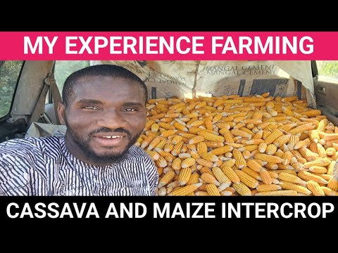 My Experience With Small Scale Cassava - Maize Intercrop Farming in Nigeria