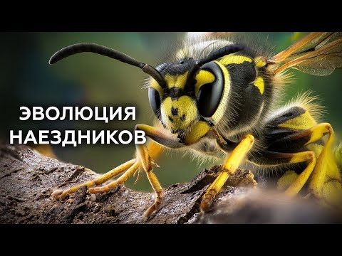 ОСЫ-НАЕЗДНИКИ – ПУТЬ В СВЕРХПАРАЗИТЫ. Эволюция насекомых