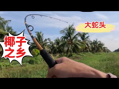 #69 【马来西亚钓鱼日记】【椰子之乡Bagan Datuk】 翁菜底下大蛇头暴怒….