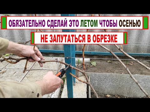 🍇 Grape pruning year 3! Here's how to PREPARE your grape bush in the summer to avoid trouble in t...