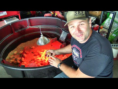 Raising Chickens 101..Best advice and education you'll find anywhere on the web!