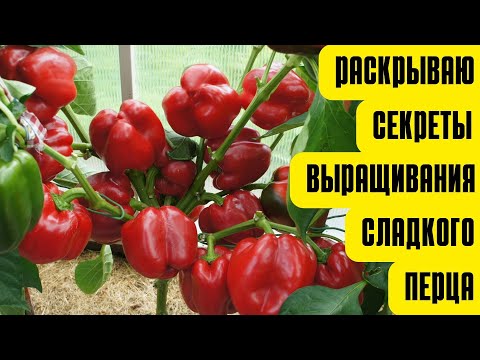 Growing Sweet Peppers from A to Z