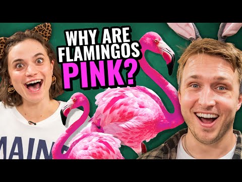 Are You An Animal Expert?