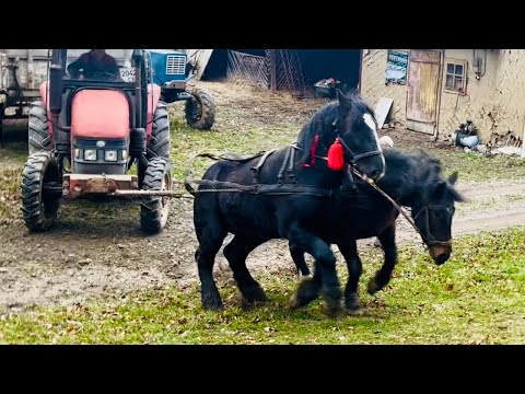 🚜♻️ПЕРШЕРОНИ АБО ТРАКТОР⁉️Трактор з причепом 5300 кг✅