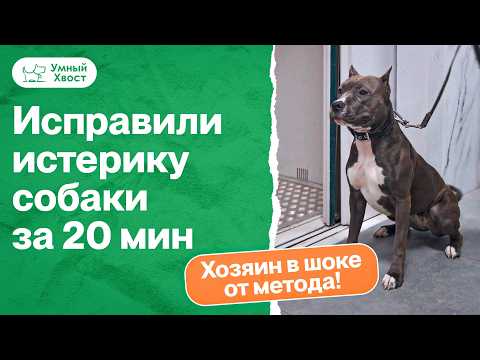 Почему собака громко визжит в подъезде? Как снизить возбуждение и стресс собаки?