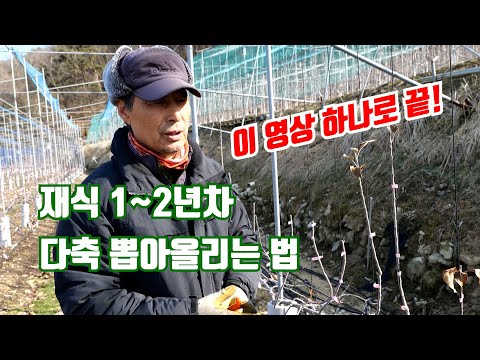 재식 1~2년차 다축 뽑아올리는 법, 이 영상 하나로 끝!