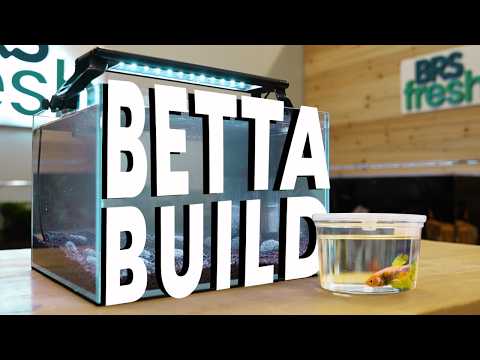 Let's Build A Betta Tank (Easy Guide For Beginners)