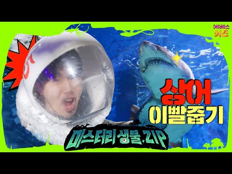 상어 이빨은 평생 자란다!? 후덜덜 무서운 상어 이빨 줍기ㅣ씨워커ㅣ미스터리생물집ㅣ꾹tvㅣKBS 220526 방송