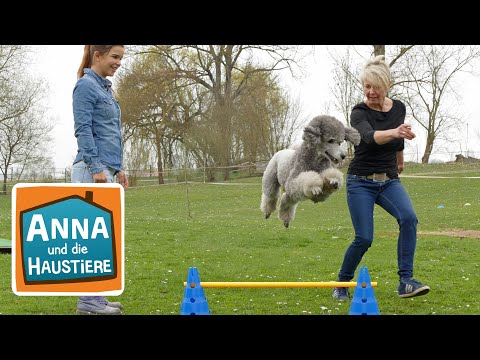 Pudel | Information für Kinder | Anna und die Haustiere