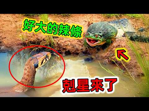 毒蛇碰到這些高智商動物也就只能認慫,在它們眼裡就是行走的辣條#蛇的剋星 #蛇的天敵 #蛇天敵 #毒蛇剋星 #毒蛇十大剋星 #世界之最 #王宇觀地球