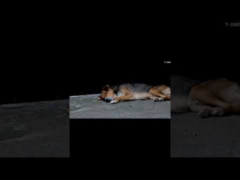 How to Wean a Dog Afraid of a Vacuum Cleaner