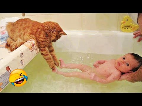 1 Hora de Nuevos clips de perros y gatos más divertidos de 2026 😽🐶Intenta no reírte 😍