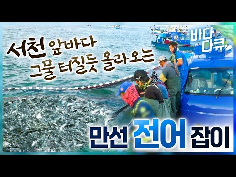 서천 앞바다에서 어군탐지기로 전어 떼를 잡아 올리는 금성호│풍어가 터지니 생선을 쓸어 담는 선원들│서천 전어잡이│#바다다큐