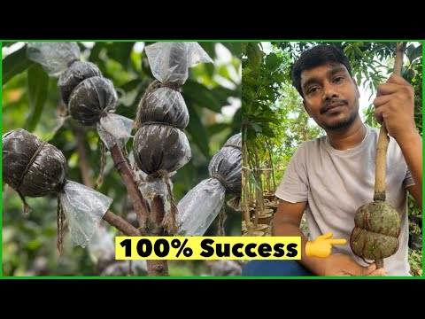The best and easiest way to graft a mango tree. #indian_nursery_tips #airlayering